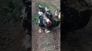 TOVUQCHILIK BIZNESI #youtube #chicken #shortvideo #uzbekistan #youtubeshorts #reels #uzb #biznes #