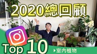 2020全球最流行的室內觀葉植物   ｜宅栽｜