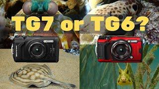 The OM TG6 VS TG7: Is There Really a Difference?