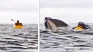 Humpback Whale Eats Kayaker Before Spitting Him Out