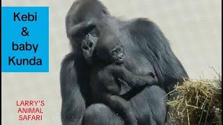 Gorillas - MEET Kebi Moyo, in Jameela's troop           #gorillas