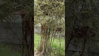 Bird Nest#nature #ottapalam #palakkad #youtube #shorts