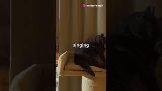 5 Strange Things Cats Do in the Middle of the Night‍⬛ #catman #cat #pets #animals
