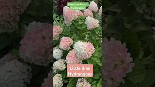 Little Lime and Little Lime Punch panicle hydrangeas for gorgeous summer and fall flowers