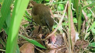 Burung Pelanduk Semak di Sarangnya, Lagi Ngasih Makan Anaknya