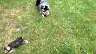 Sparky Meets Izzy