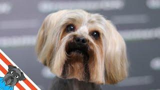 How to groom a Yorkie - Unusual haircut