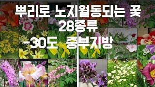 영하 30도에도 뿌리로 노지월동되는 꽃/노지월동꽃 키우기