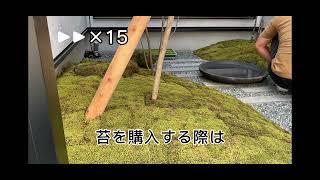 【癒しの苔庭づくり】🟢初心者向け苔農家と一緒に“失敗しない”苔庭づくり