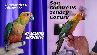 Similarities & Difference Between Sun Conure and Jenday Conure By Saarims Birdzotic