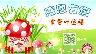 Anglo Chinese Mushroom Project