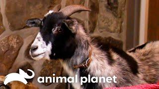 Airedale Terrier Puppies Interact With Their Adorable Goat Roommate | Too Cute! | Animal Planet