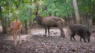 WILD ANIMALS on a camera trap in one year with GIANT deer