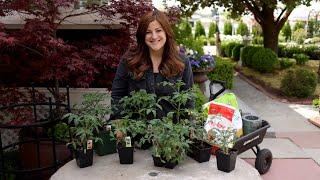 Tomato Growing Basics & Planting Tips! ‍// Garden Answer