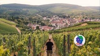 Der Wein des Monats: „RITZLING“ vom Weingut Karl Haidle