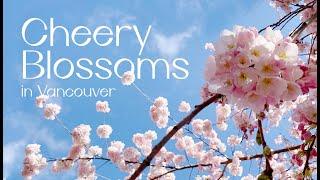 vlog. Best Cheery Blossoms in Vancouver, Stanley Park, Kim's Mart