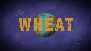 The John Innes Centre, The Cereal Killer | Lambda Films