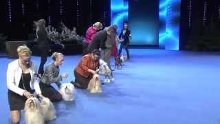 Voittaja 2014 -koiranäyttely - ryhmäkilpailut ja Best in Show