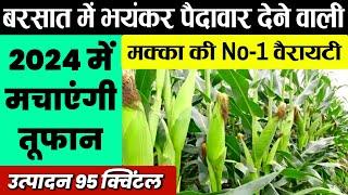 बरसाती मक्का की टॉप वैरायटी | makka ki no.1 variety | Pioneer 3401 makka, hybrid makka