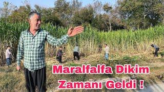 Maralfalfa Ekimi Zamanı Geliyor- Telaşlı Günler Başladı !!!