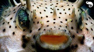 Pufferfishes Are Missing Something Important...