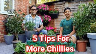 Tips To Get : More Chillies from Chilli plants | Ali Raja Garden Tour