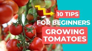 10 Tips For Growing Tomatoes For Beginners