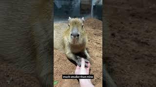 Capybara's hand is so tiny and smooth   #cute #capybara #animals