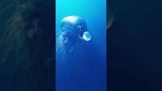 "The Deadliest Creature in the Ocean: Box Jellyfish!" #shorts #jellyfish