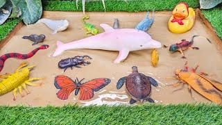 Muddy Sea Animals and Insects Adventure in Sandbox 🪰 Learning Fun Facts for Kids