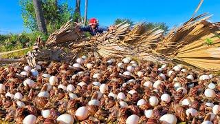 BEST unique fishing - pick a lot of duck eggs and snails at field by hand a female farmer