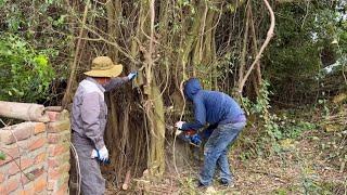 Cut down 3 dangerous overgrown fig trees on the side of the road