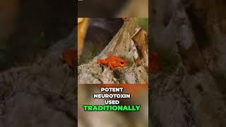 Beware the Tiny But Deadly Poison Dart Frog #wildlife #animals #wildlifephotography