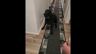 Crazy Dog moments of Troy- The black Labrador  #doglovers #blacklabradorretriever #theweeraes