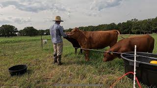 Results of rotational grazing cattle for 15 months.