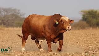 Kalahari Beefmasters - B4 20 01