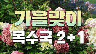 아직도 봄에 목수국 심으세요? 가을이 제철인 목수국! 신품종만 쏙속골라 2+1이벤트 진행!