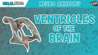 Ventricles of the Brain | Anatomy Model