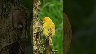 Saffron finch