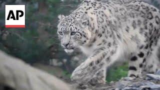 Two snow leopards arrive at UK's Chester Zoo for the first time