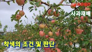 [사과재배] 10월 사과 착색 어떻게 되어가나.미량원소시비.감사비