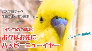 【インコのつぼみ】ボクはお先にハッピーニューイヤー