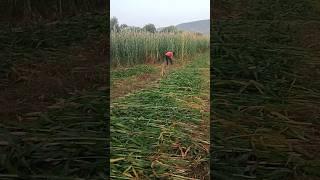 #viralvideo #farming #naturelovers #shortmusic #