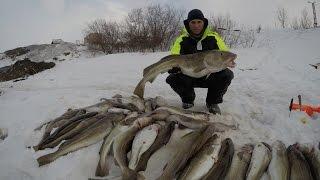 ТРЕСКА / ВЕСНА / БАРЕНЦЕВО МОРЕ / COD / SPRING / BARENTS SEA