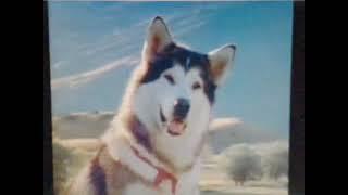 White Fang [TV Series] Intro and End Credits (1993-1994)