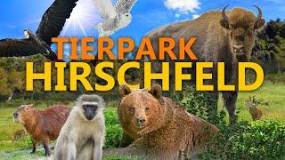 Tierpark Hirschfeld - was für eine Überraschung! | Zoo-Eindruck