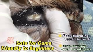 How to Keep Your Pet's Teeth Clean and Healthy with PAWZIDEA Ultrasonic Dog Tooth Cleaner