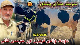 Dairy Milk Cow Sarband Mandi Peshawar New Updates 6/3/2025 | Jersey Cow Price | Khyber Social Tv