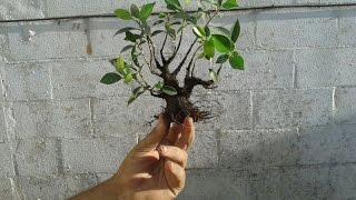 Cómo hacer un mini bonsai (mame)