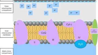 Electron Transport Chain NADH and FADH2